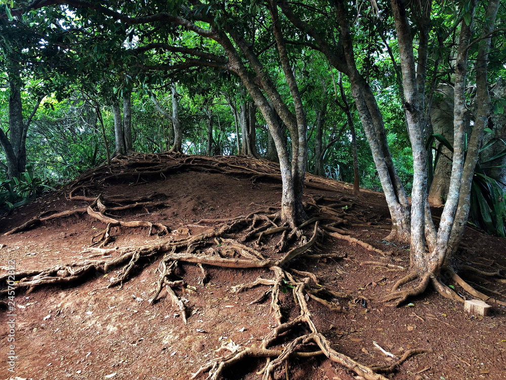 tree roots in at chamarel waterfall mauritius island tree roots in at chamarel waterfall mauritius island