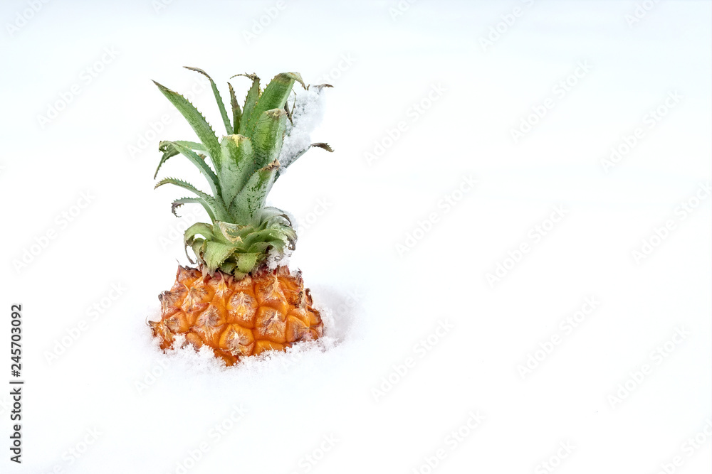 Ripe organic baby pineapple in snow. Bright sweet tropical fruit in winter outdoors.Spring coming concept. Travelling to warm countries at winter Ripe organic baby pineapple in snow. Bright sweet tropical fruit in winter outdoors.Spring coming concept. Travelling to warm countries at winter