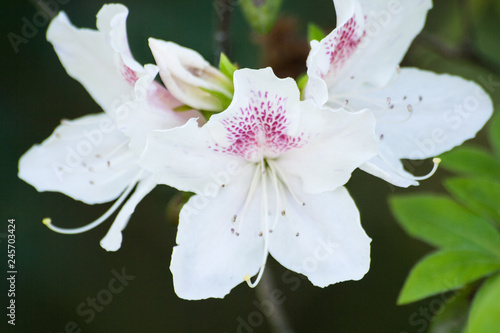 Bush beautiful white lily close up. Flowers. © ritiniya