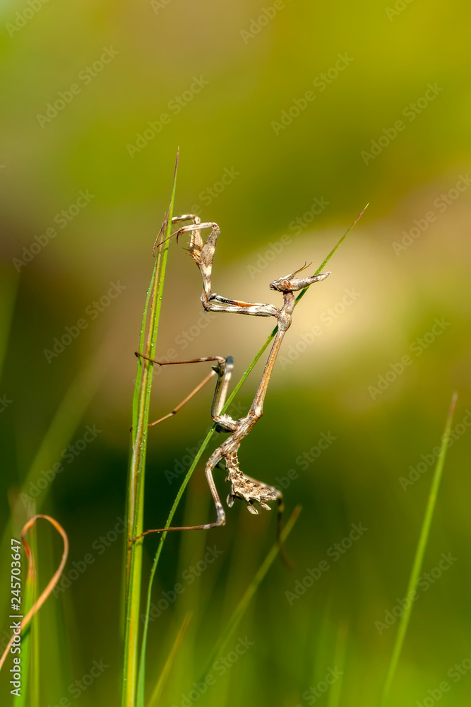 Close up of pair of Beautiful European mantis ( Mantis religiosa ) Close up of pair of Beautiful European mantis ( Mantis religiosa )