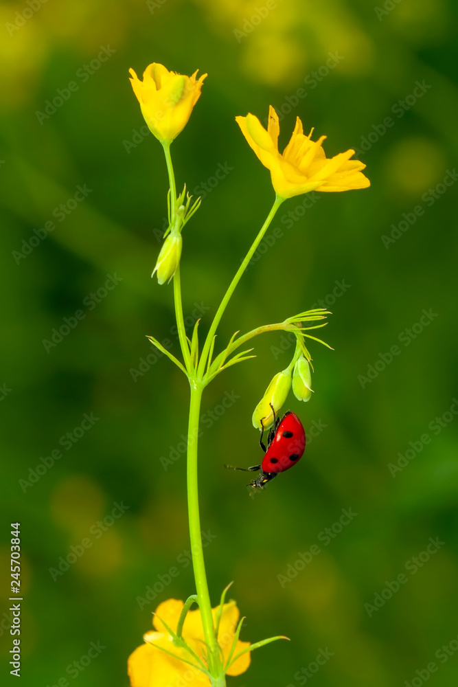 Beautiful ladybug on leaf defocused background Beautiful ladybug on leaf defocused background