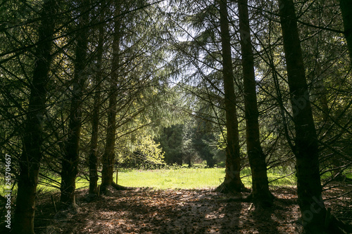 Sunny glade in the forest