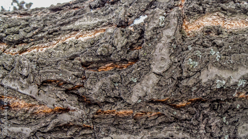 Bark from the tree background Bark from the tree background