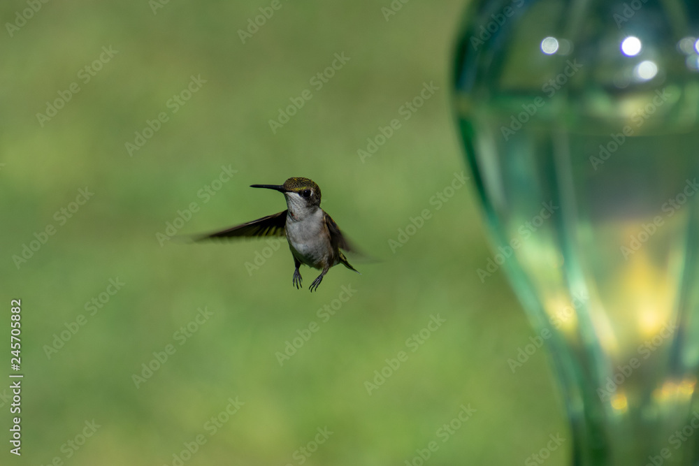Fototapeta premium hummingbird in flight