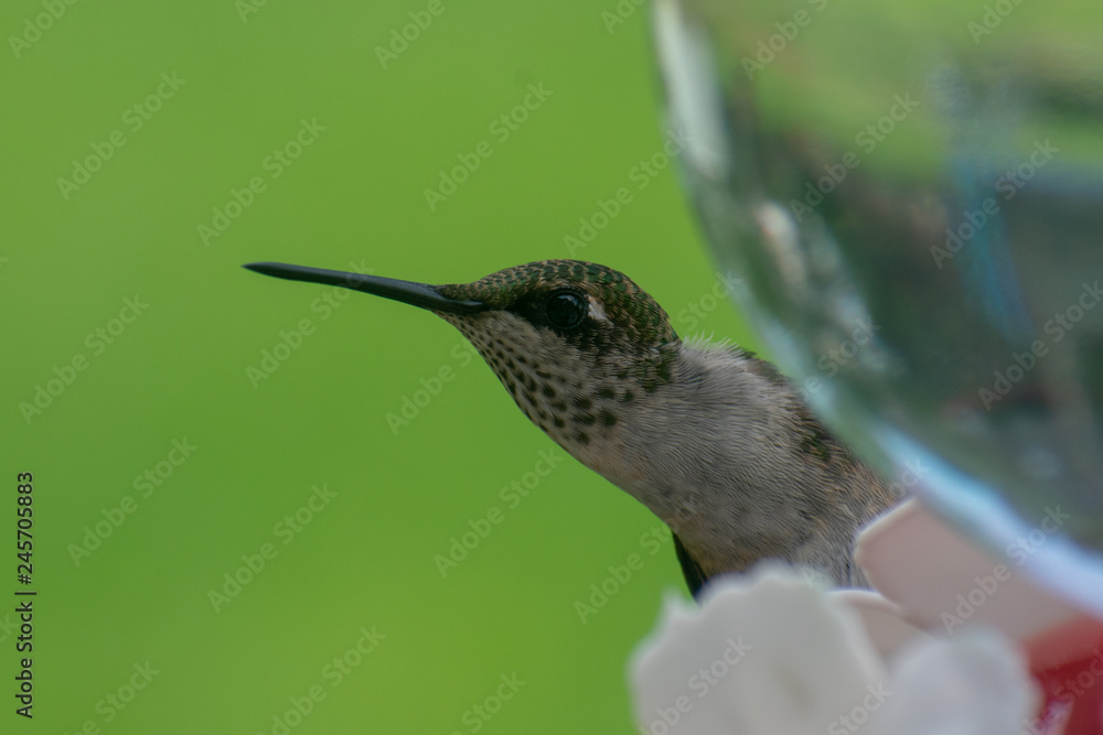 Obraz premium hummingbird Closeup