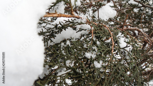  Snow on the branches of trees    