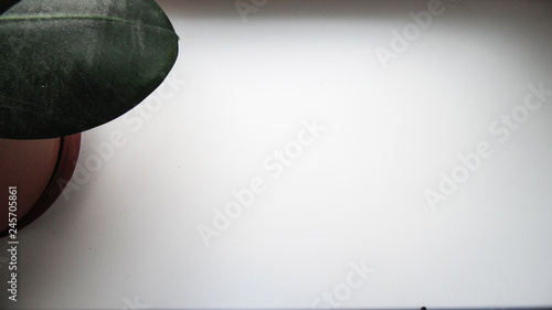 Green flower on the windowsill  