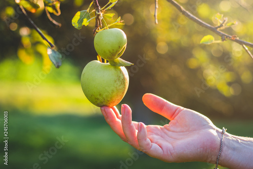 Farmer harvesting green apple from tree in orchard
