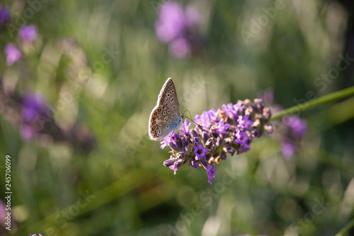 Polyommatus icarus on Thymus flower