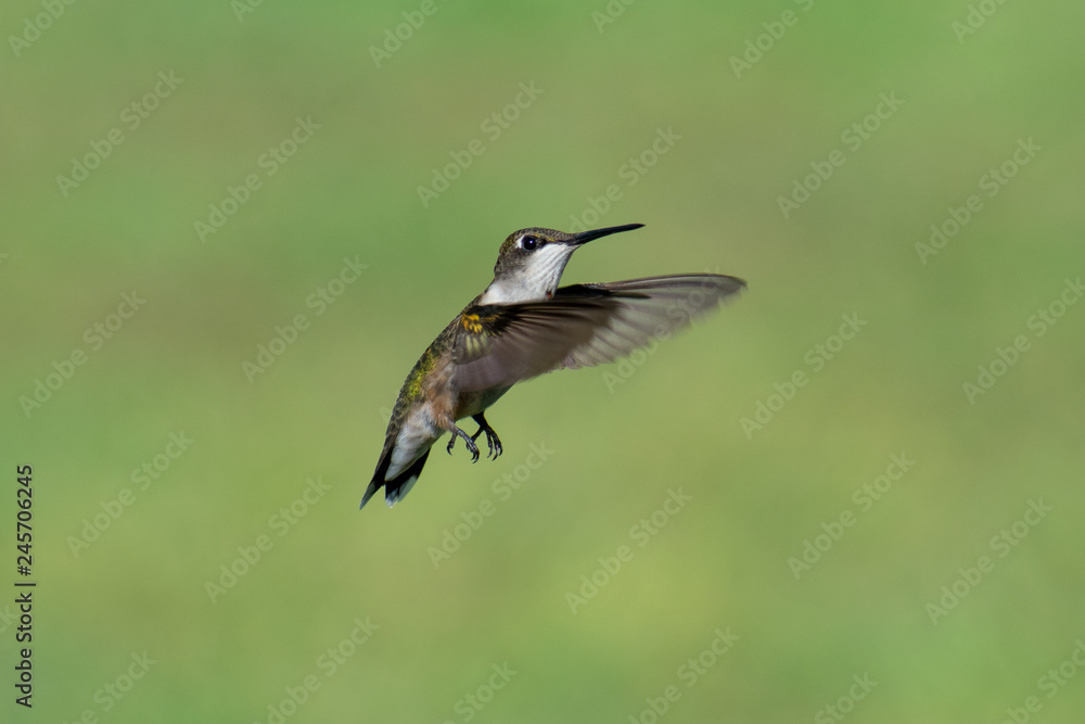 Fototapeta premium hummingbird in flight