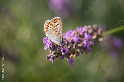 Polyommatus icarus on Thymus flower