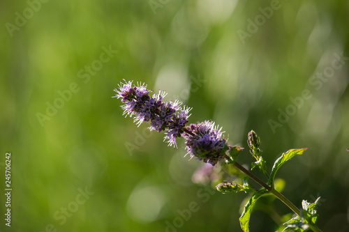 Violet Thymus flowers