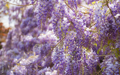 Fotografie Beautiful fresh purple wisteria flowers blooming in spring garden