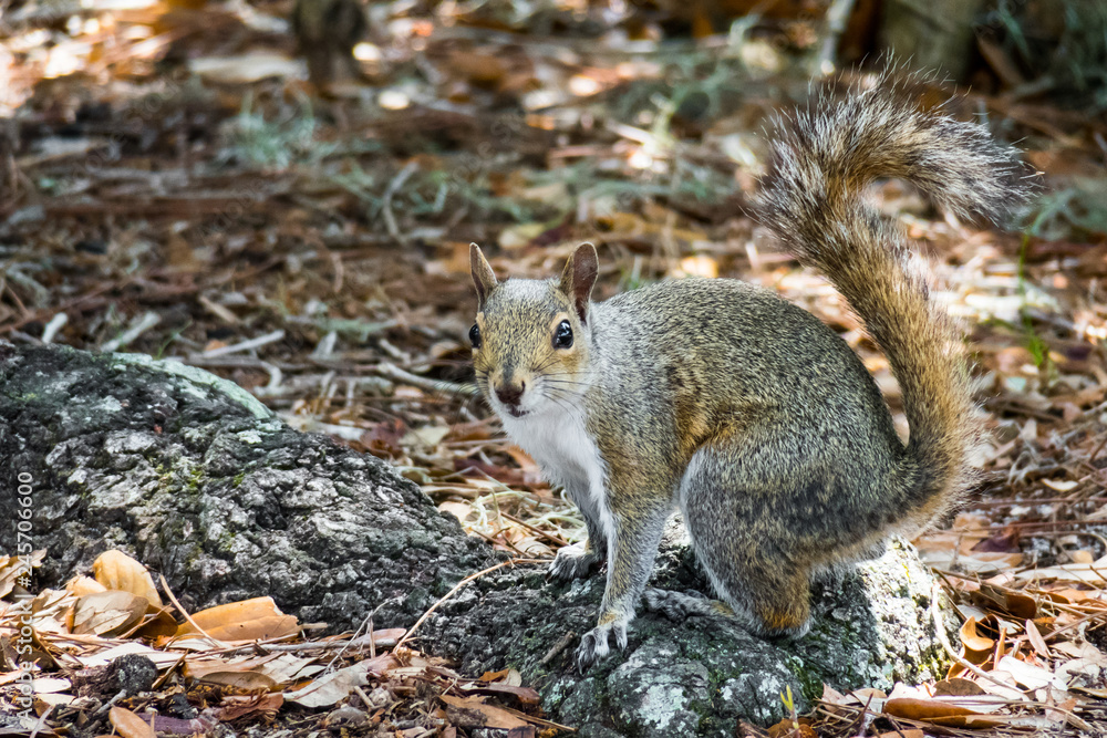 A gray squirrel on a beautiful root. A gray squirrel on a beautiful root.