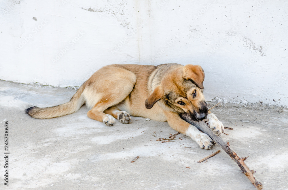Yellow homeless dog playing with a stick Yellow homeless dog playing with a stick