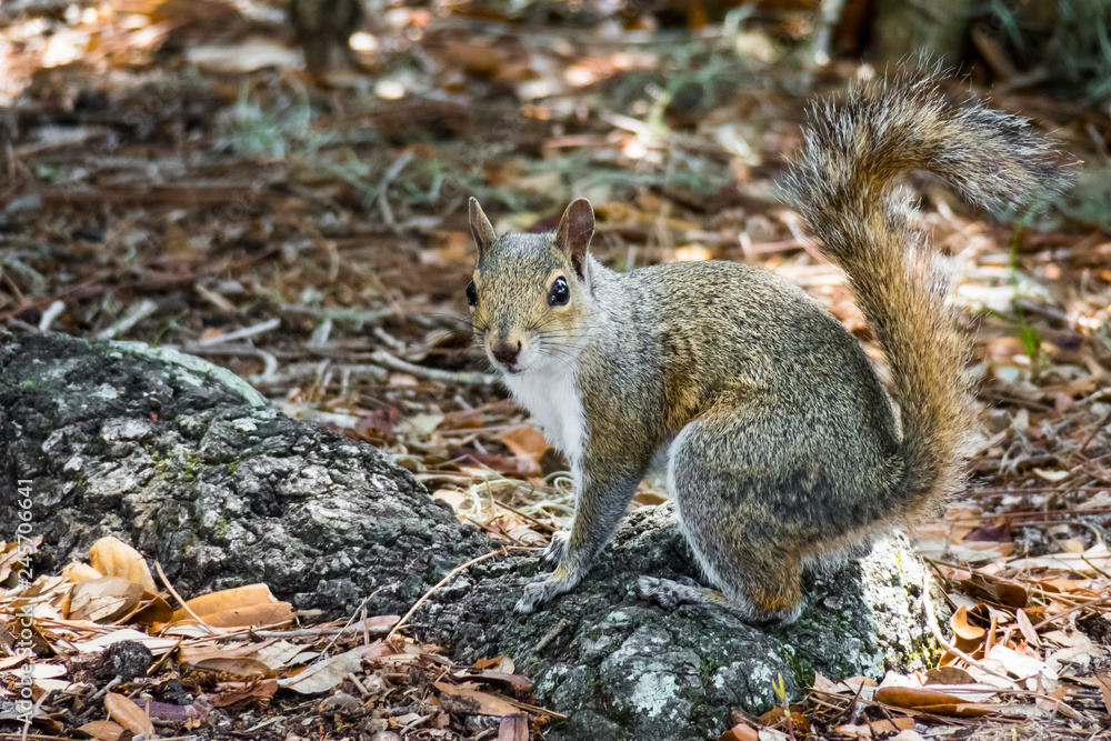 Fototapeta premium A gray squirrel on a beautiful root.