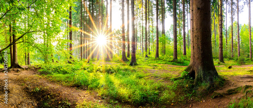 Fototapeta Naklejka Na Ścianę i Meble -  Beautiful forest in spring with bright sun shining through the trees