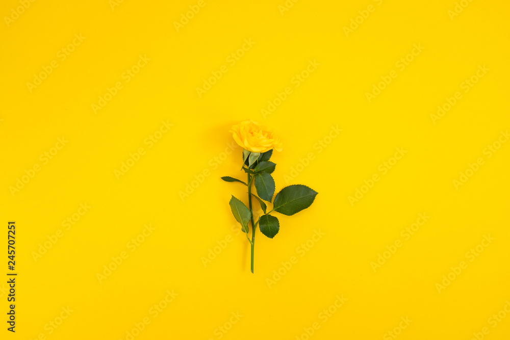 Yellow flowers on a yellow background. Spring, Easter, sunny mood Yellow flowers on a yellow background. Spring, Easter, sunny mood