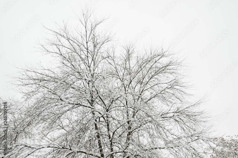 custom made wallpaper toronto digitalWinter in the nature, Frozen trees in the park or forest with snow and ice hoarfrost on the cold misty winter day in nature sundown