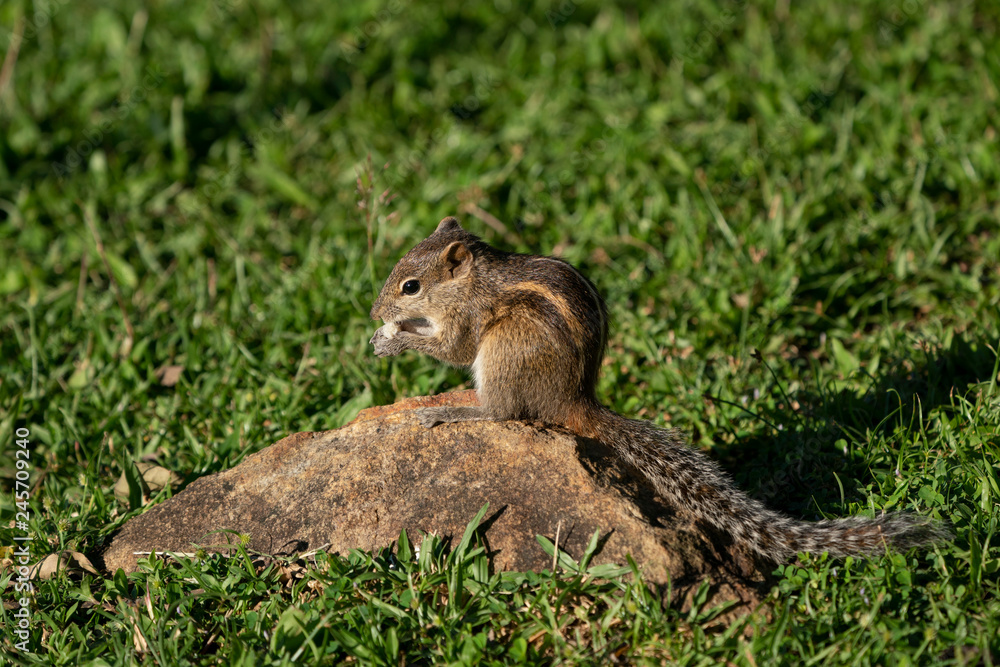 squirrel in the park squirrel in the park