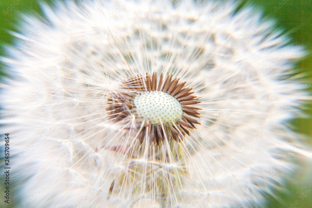 Dandelion seeds blowing in wind in summer field background. Change growth movement and direction concept. Inspirational natural floral spring or summer garden or park. Ecology nature landscape Dandelion seeds blowing in wind in summer field background. Change growth movement and direction concept. Inspirational natural floral spring or summer garden or park. Ecology nature landscape