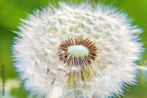 Dandelion seeds blowing in wind in summer field background. Change growth movement and direction concept. Inspirational natural floral spring or summer garden or park. Ecology nature landscape