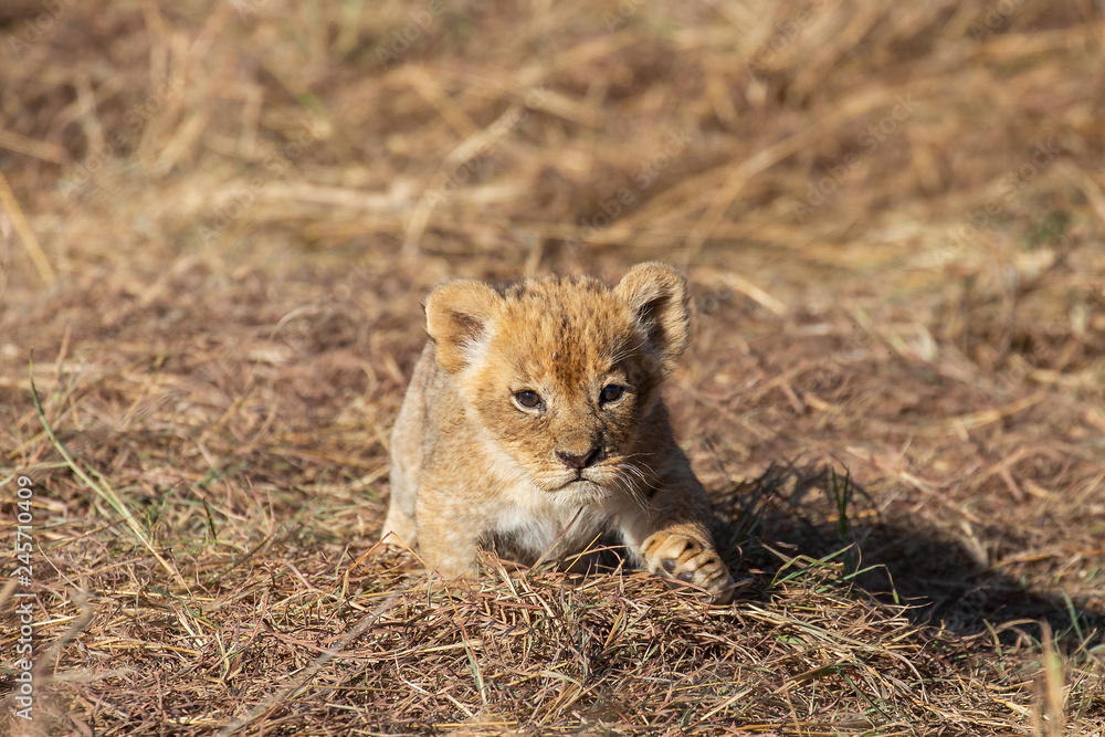Lion cub closeup, Masai Mara Reserve, Kenya Lion cub closeup, Masai Mara Reserve, Kenya