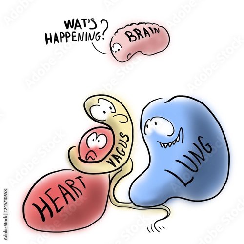 Canvastavla Vagus and internal organs