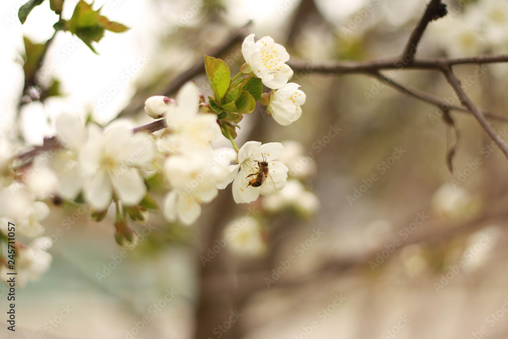 Honey bee is gathering nectar from blossoming cherry tree Honey bee is gathering nectar from blossoming cherry tree