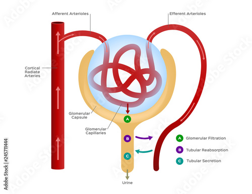 Nephron vector / formation of the urine / human organ and anatomy