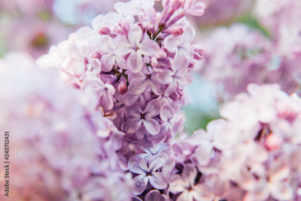 Beautiful smell violet purple lilac blossom flowers in spring time. Close-up blossom twigs of lilac. Inspirational natural floral spring blooming garden or park. Colorful ecology nature landscape Beautiful smell violet purple lilac blossom flowers in spring time. Close-up blossom twigs of lilac. Inspirational natural floral spring blooming garden or park. Colorful ecology nature landscape