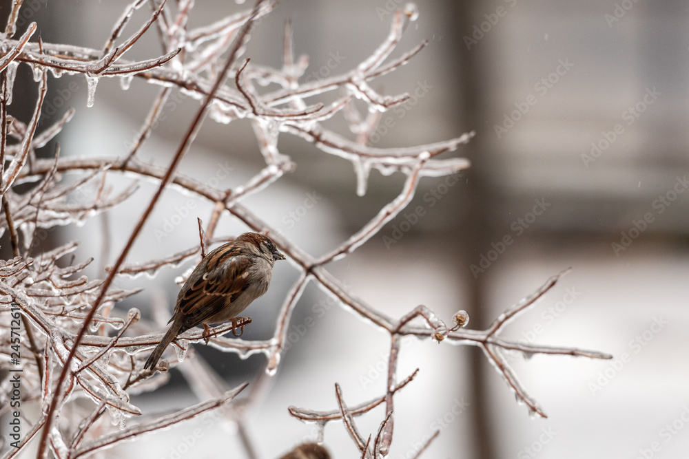 Sparrow on frozen plants covered in a thick layer of ice after a freezing rain Sparrow on frozen plants covered in a thick layer of ice after a freezing rain