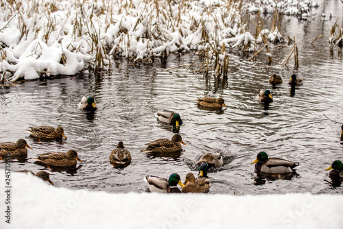 Wild ducks swim in the river in winter photo