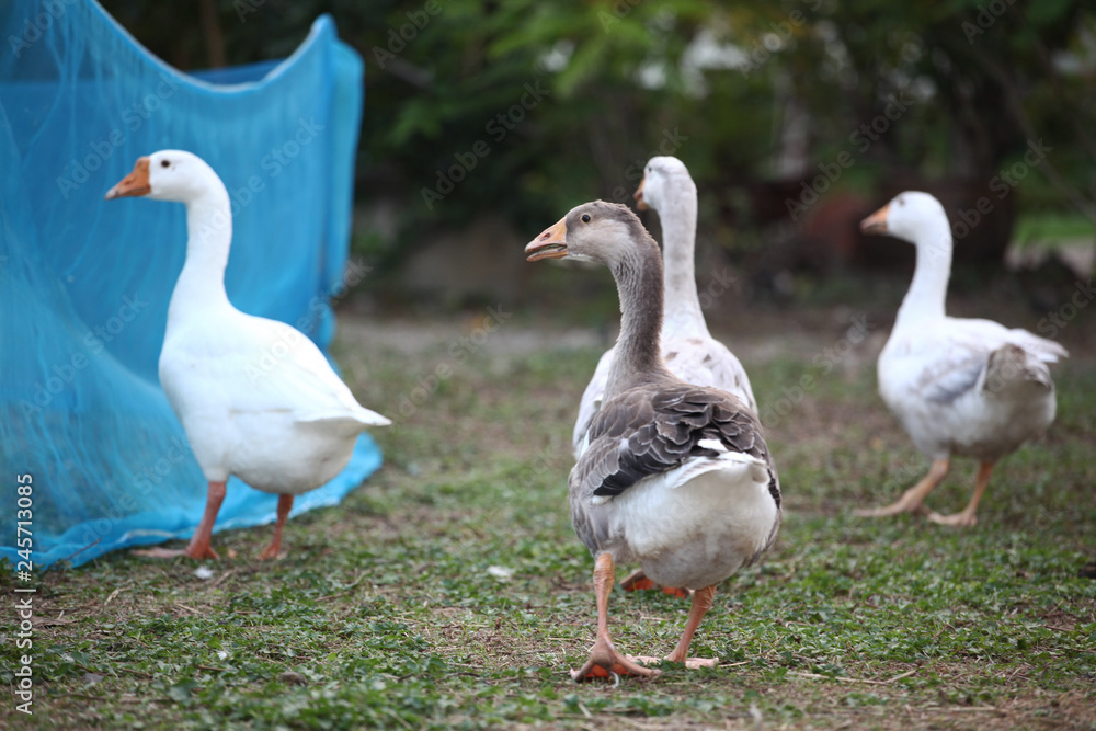 Obraz premium group geese in garden