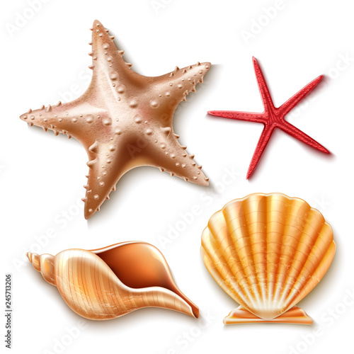 Vector realistic 3d sea shell, starfish set