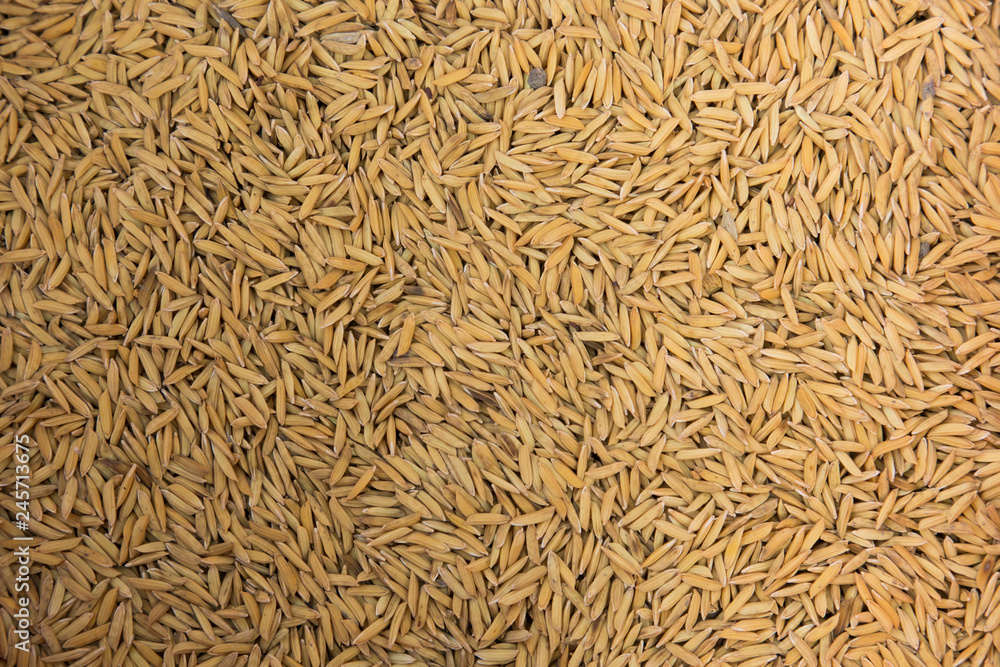 Paddy jasmine rice texture background, Food background Paddy jasmine rice texture background, Food background
