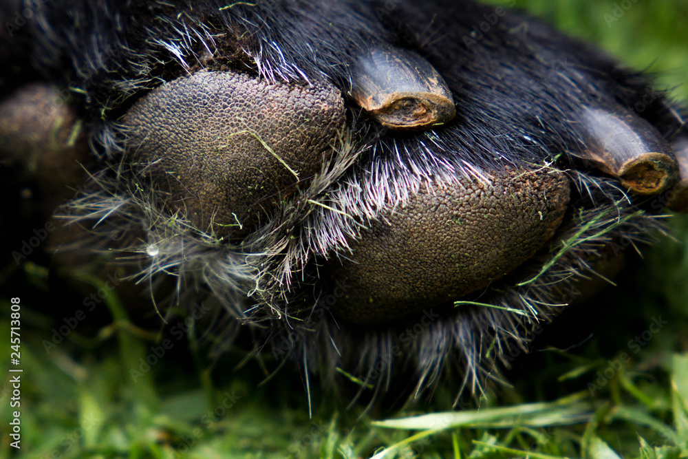 Fototapeta premium Dog'paw