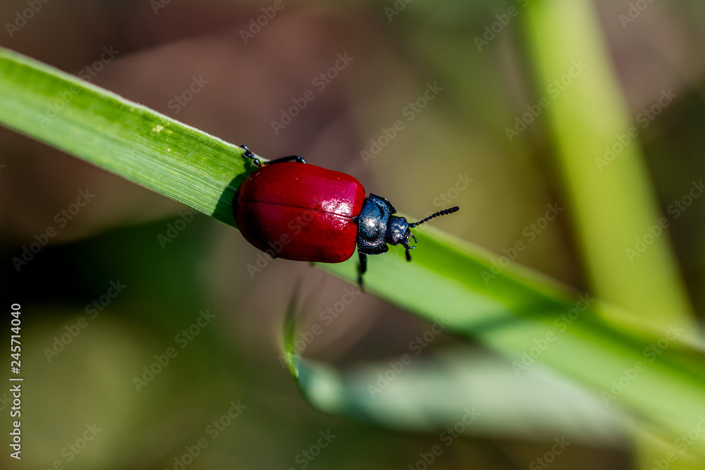 Naklejka premium Insects