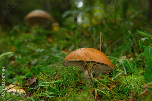 Russia. Republic of Karelia. Mushrooms of lake Ladoga. Aspen