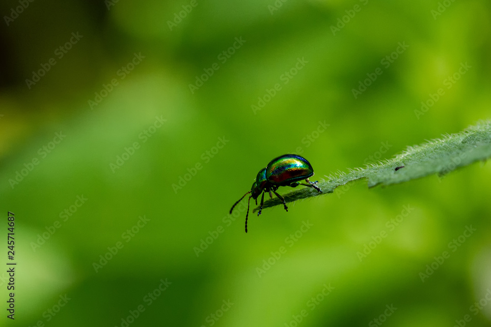 Fototapeta premium Insects