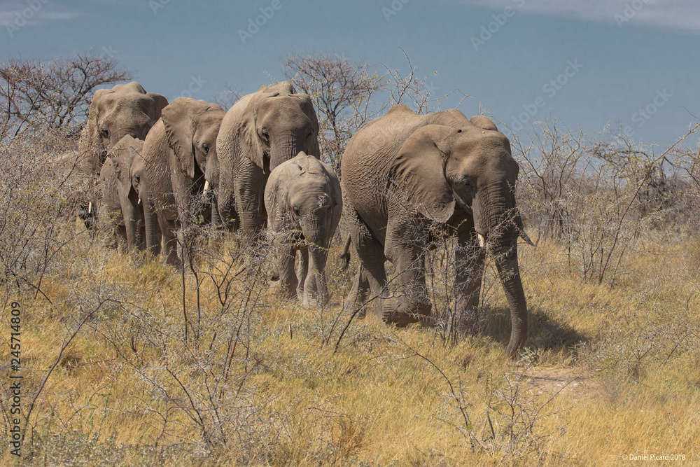 Fototapeta premium Namibie Elephants