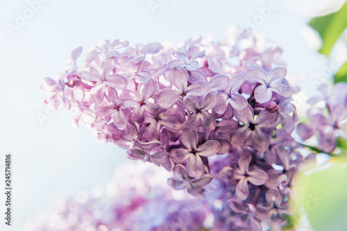 Beautiful smell violet purple lilac blossom flowers in spring time. Close-up blossom twigs of lilac. Inspirational natural floral spring blooming garden or park. Colorful ecology nature landscape