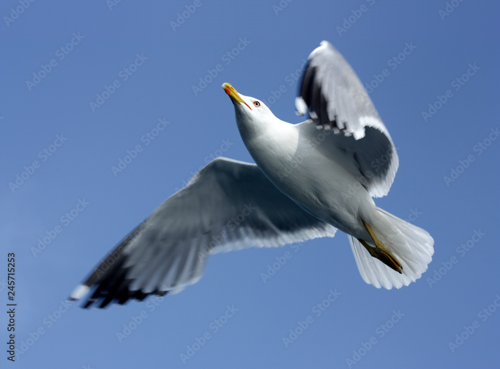 flying seagull flying seagull