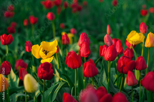 Beautiful tulips flowers blooming in a garden. Colorful tulips are flowering in garden in sunny bright day. Bulbous spring-flowering plant  close up.