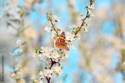 Butterfly on a branch of sakura blossoms