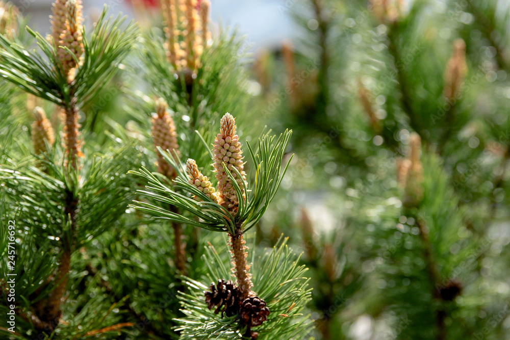 Beautiful green bumps on tree, summer background. Beautiful green bumps on tree, summer background.