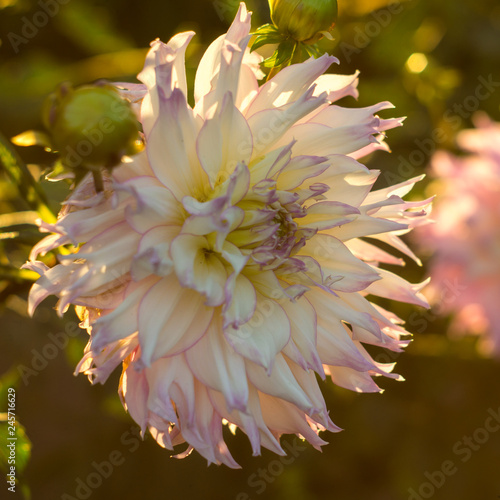Fototapeta Naklejka Na Ścianę i Meble -  Pink dahlia flower on the bush