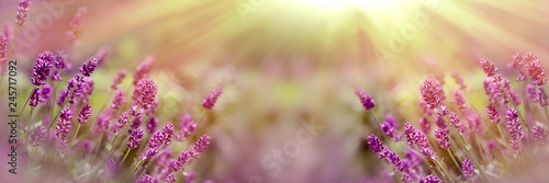 Selective and soft focus on lavender flower, beautiful lavender flower in flower garden