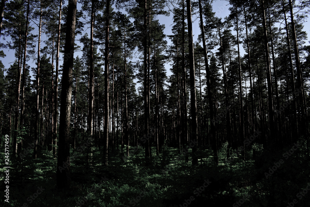 The Swedish forests in Western Gotland The Swedish forests in Western Gotland
