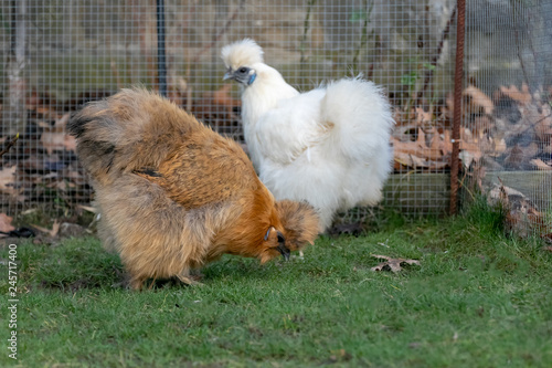 Beautiful brown silk chicken digged on the soil for earthworm to eat